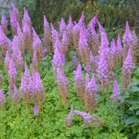 Astilbe - Purple Candles (Lilac)